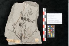 Foto (Objekt + Etikett) von Tetraclinis brachyodon (Brongniart) Mai et Walther (NHMW-GEO-2024-0188-11424)